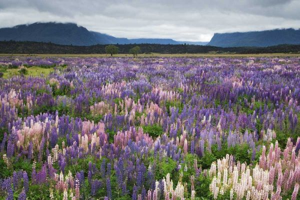 New Zealand, South Island Blooming lupine